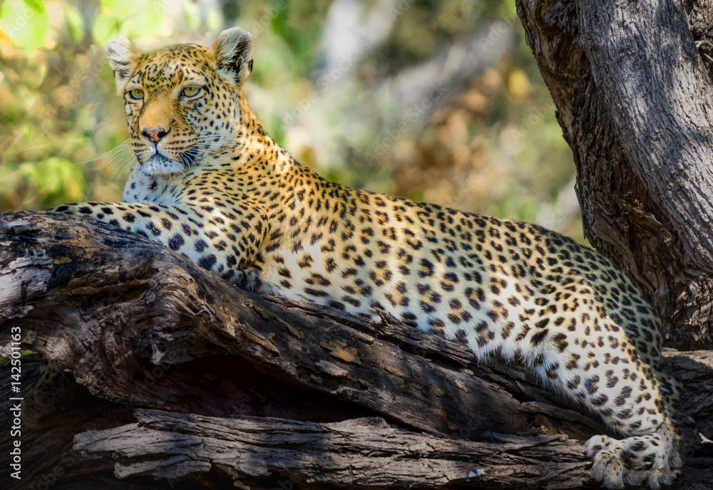 Obraz premium Leopard Resting and Watching in Tree