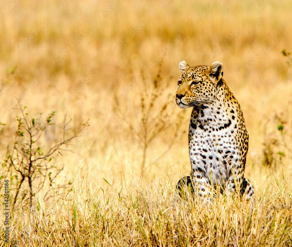 Naklejka premium Leopard on the Lookout