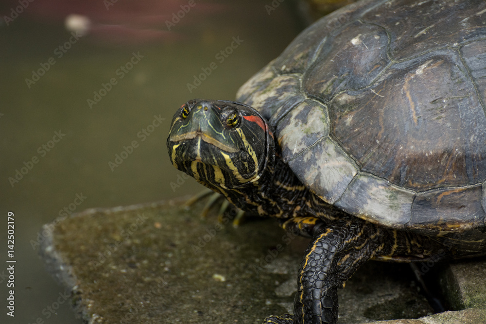 Fototapeta premium Turtle swimming in the water, Closeup face of turtle