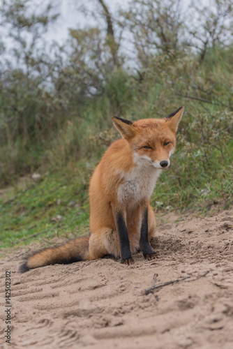 Close-up of a red fox