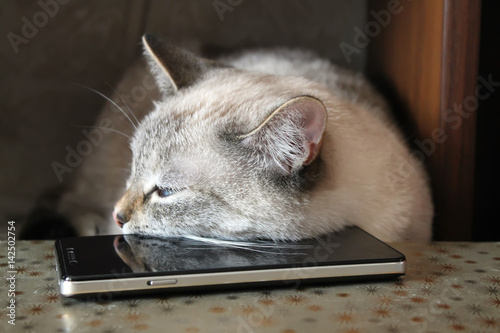 Gray cat asleep, lying head on a black smartphone