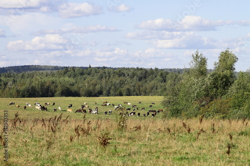 Herd of cows on a green sunny meadow with fresh grass