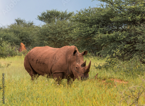 White rhino, Waterberg Plateau National Park, Namibia