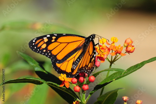 Monarch Butterfly © David