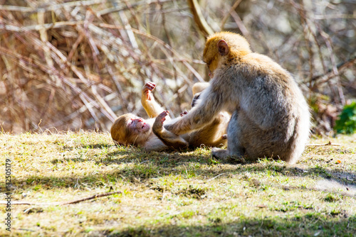 Fototapeta Naklejka Na Ścianę i Meble -  Little Berber monkeys fight together