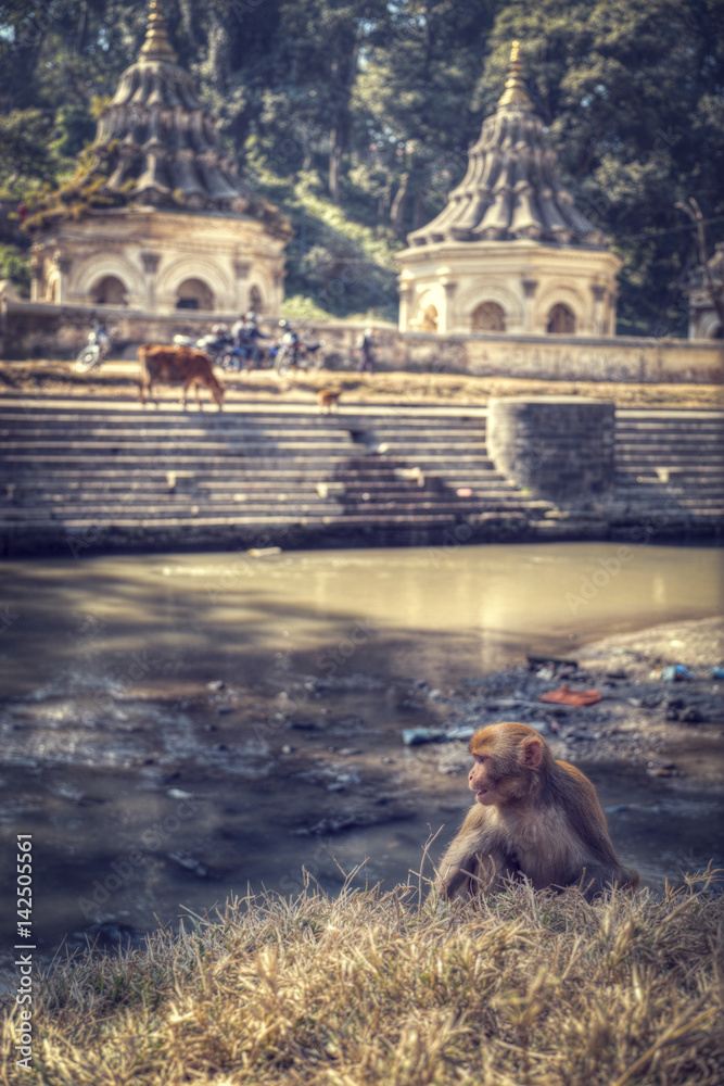 Fototapeta premium Monkeys in Pashupatinath