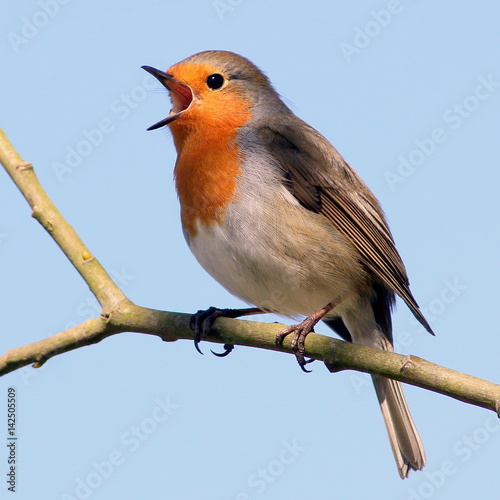 Fotomurale European Robin (Erithacus rubecula) in song
