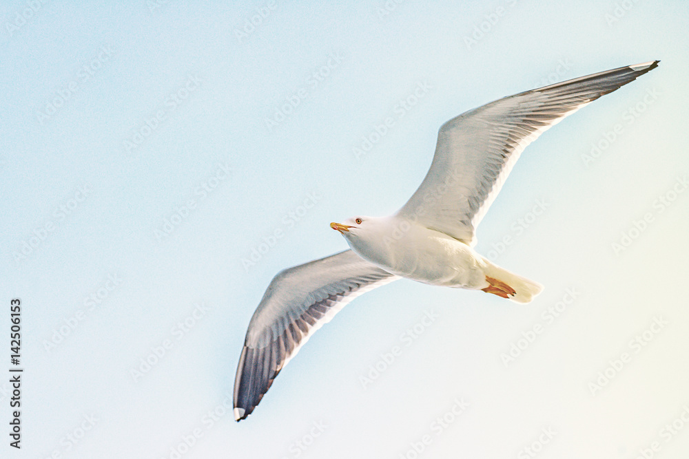 Fototapeta premium Larus marinus or Great Black backed Gull in closeup from below with bright blue sky in background