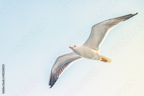 Larus marinus or Great Black backed Gull in closeup from below with bright blue sky in background