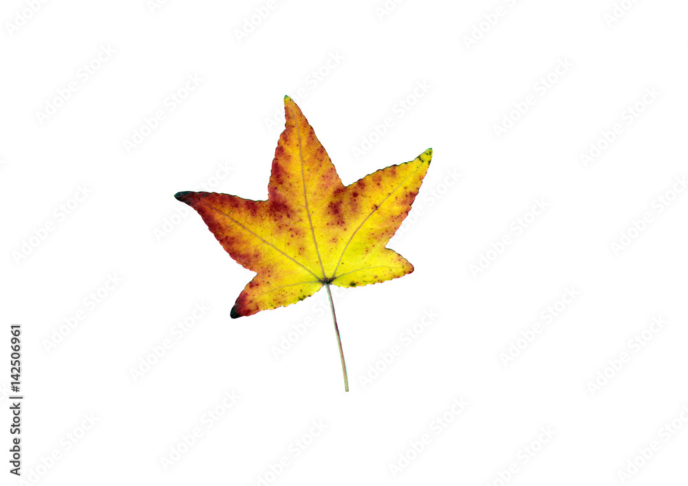rot goldenes Ahornblatt Herbst rot goldenes Ahornblatt Herbst