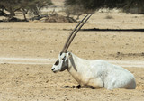 The antelope Arabian oryx (Oryx dammah) inhabits the Israeli nature reserve because this species is in danger of extinction in its native environment of Sahara desert