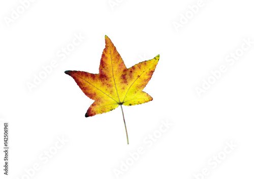 rot goldenes Ahornblatt Herbst