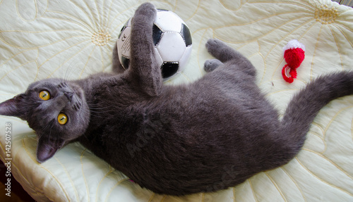 Russian blue cat with soccer ball