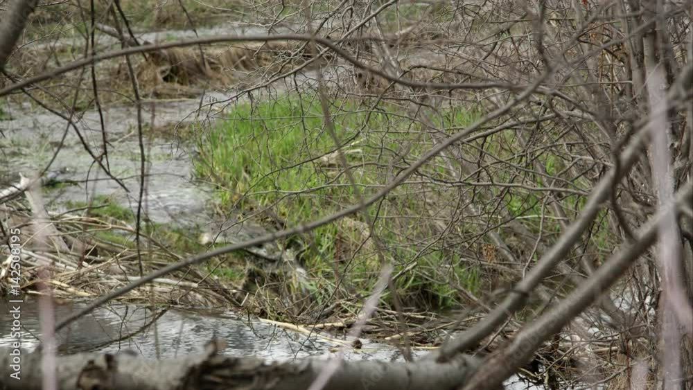 View through sticks of green grass and water flowing in stream. View through sticks of green grass and water flowing in stream.