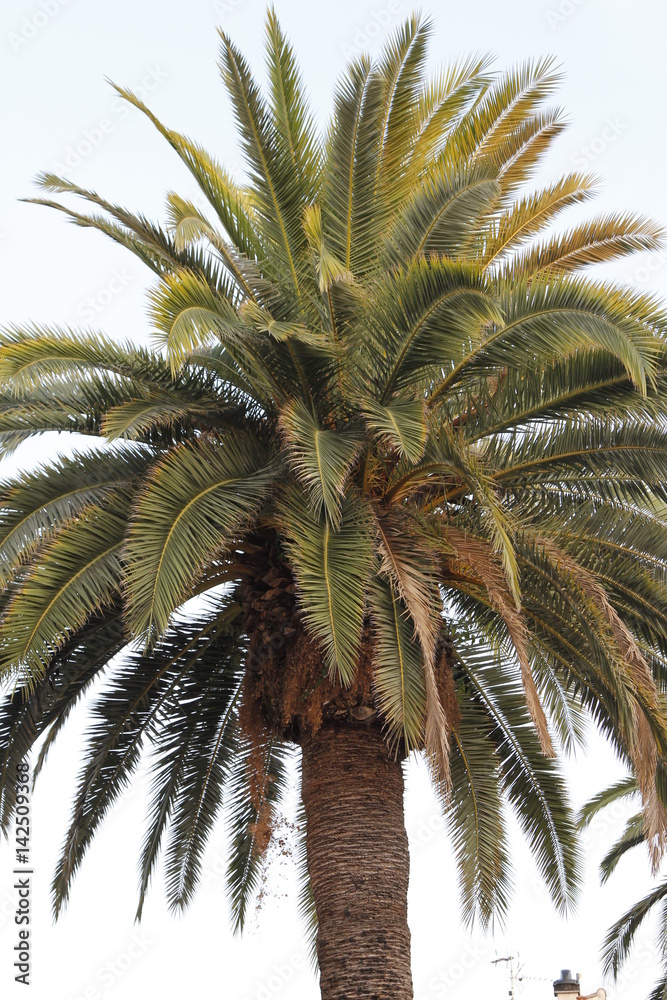 Fototapeta premium Palme