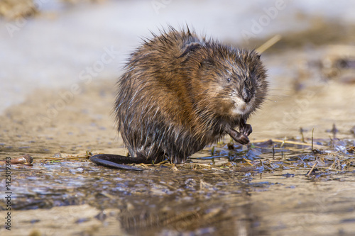 Muskrat in spring photo