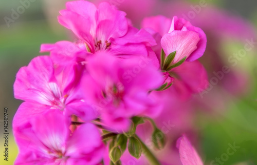 Pink Gardenia