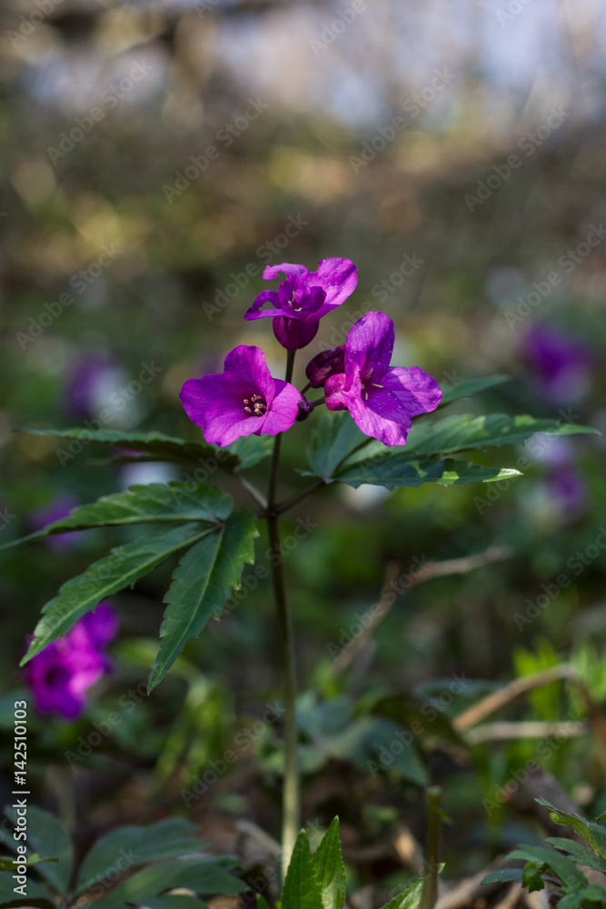 Dentaria glandulosa - fine art photos of beautiful bokeh. forest thickets blossoming Dentaria glandulosa Dentaria glandulosa - fine art photos of beautiful bokeh. forest thickets blossoming Dentaria glandulosa