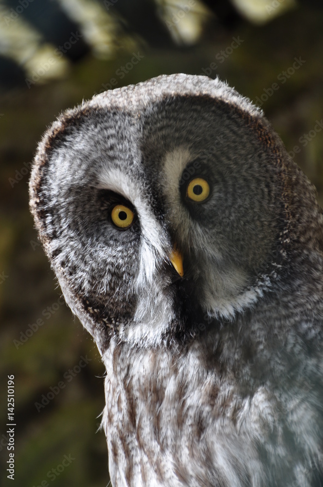 Obraz premium Bartkauz