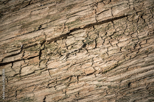 Natural wood Texture. Close-up photo