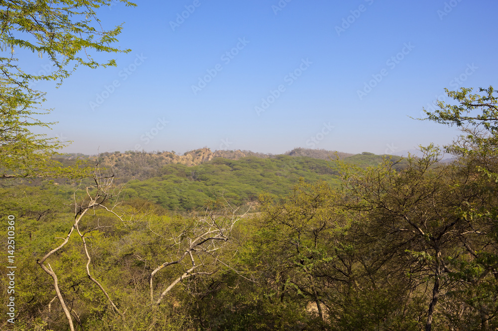 acacia woods of morni hills