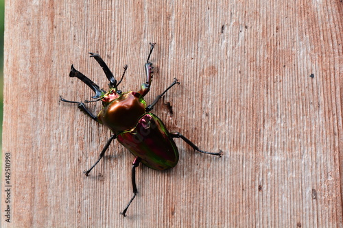 Rainbow stag beetle aka Phalacrognathus Muelleri