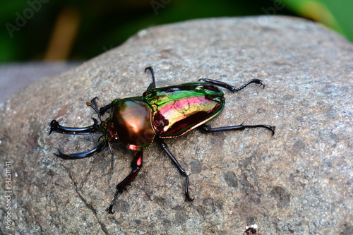 Rainbow stag beetle aka Phalacrognathus Muelleri photo