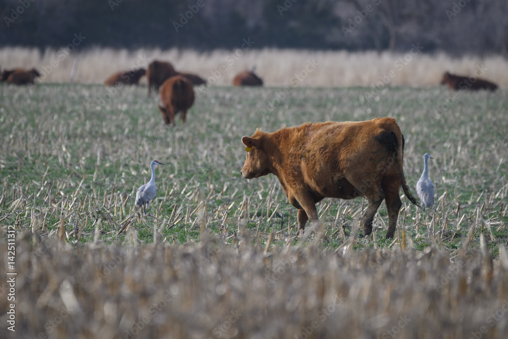 Cows and Sandhill Cranes share a field near the Platte River, Nebraska Cows and Sandhill Cranes share a field near the Platte River, Nebraska