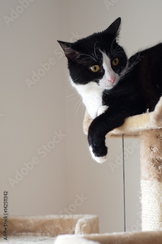 Tableau sur toile schwarz weiße katze