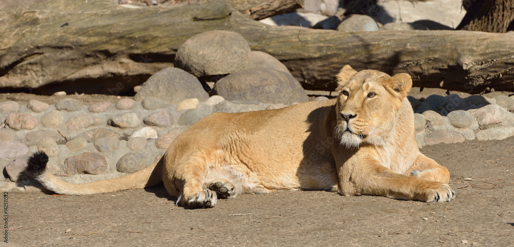 Lying down lioness (Panthera Leo Persica) Lying down lioness (Panthera Leo Persica)
