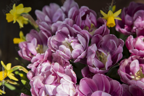 purple flower