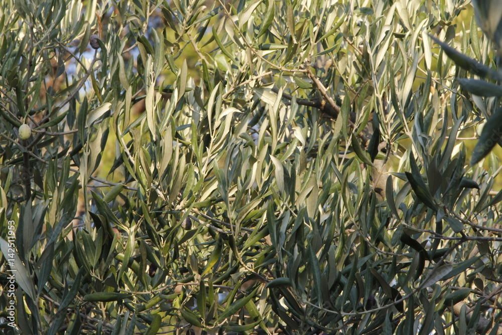 Olivenbaum Olivenbaum