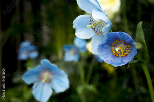 Blue Poppy