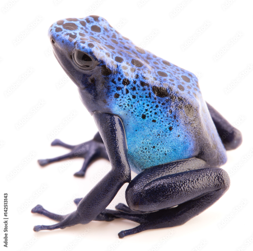 Fototapeta premium Dendrobates azureus, poison dart or arrow frog from the tropical Amazon rain forest in Suriname. A vivid blue animal isolated on a white background.