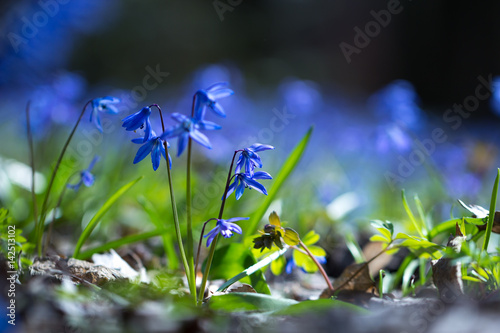 bluebell flowers grow photo