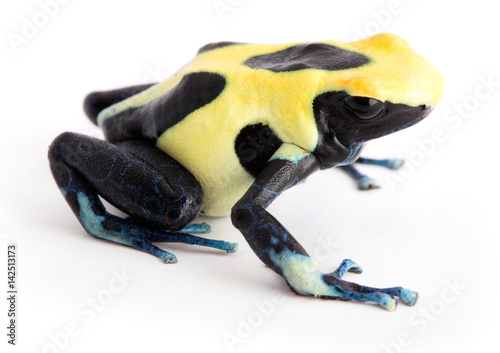 Yellow back poison dart frog Dendrobates tinctorius. Isolated on white.