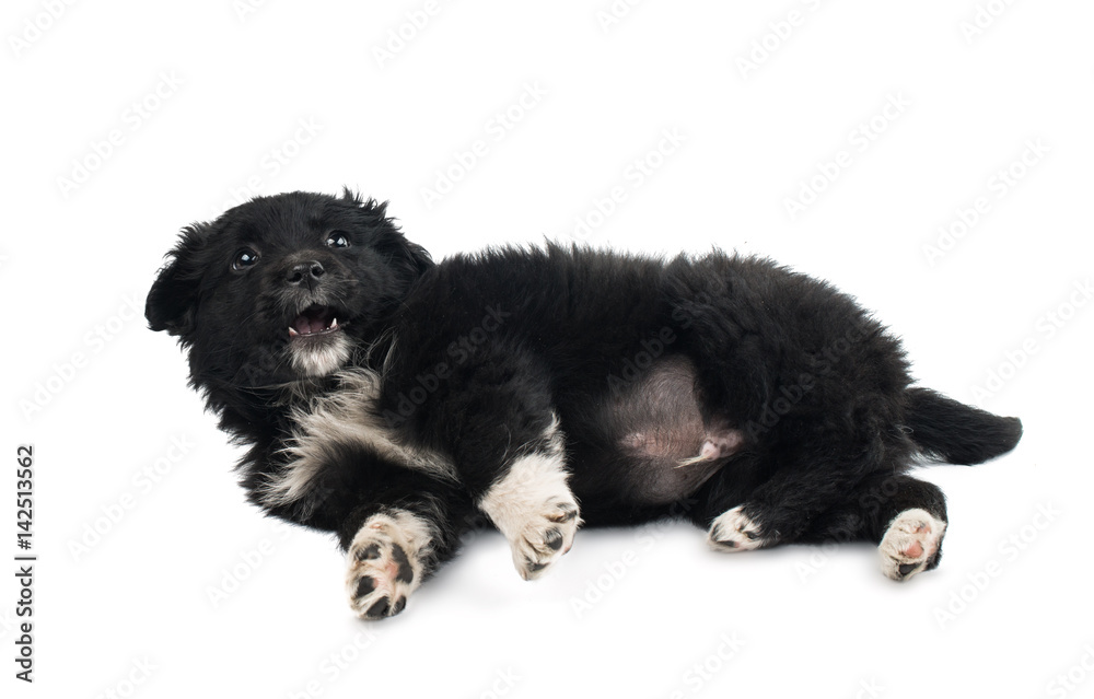 Obraz premium Black puppy isolated