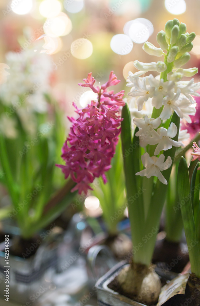 Obraz premium Beautiful flowers are on sale in the store