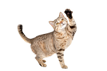 Funny cat Scottish Straight plays standing isolated on a white background