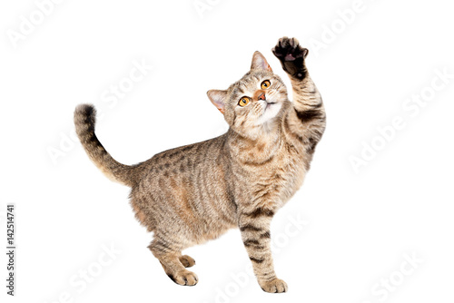 Funny cat Scottish Straight plays standing isolated on a white background