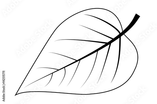 lilac - leaf vector illustration , 