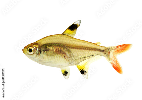 Golden pristella tetra Pristella maxillaris X-ray tetra aquarium fish isolated 