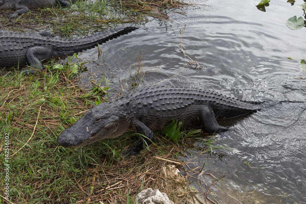 American alligator American alligator