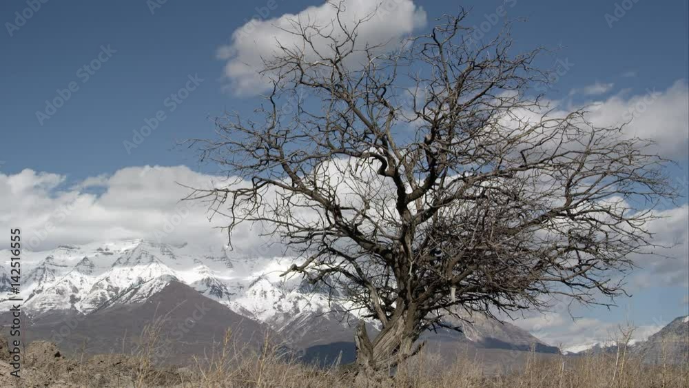 Time lapse of clouds moving behind a tree in post winter landscape. Time lapse of clouds moving behind a tree in post winter landscape.