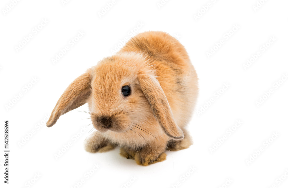 Little rabbit isolated