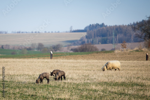 Sheep with lambs on pasture  spring time