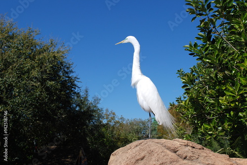 Egret