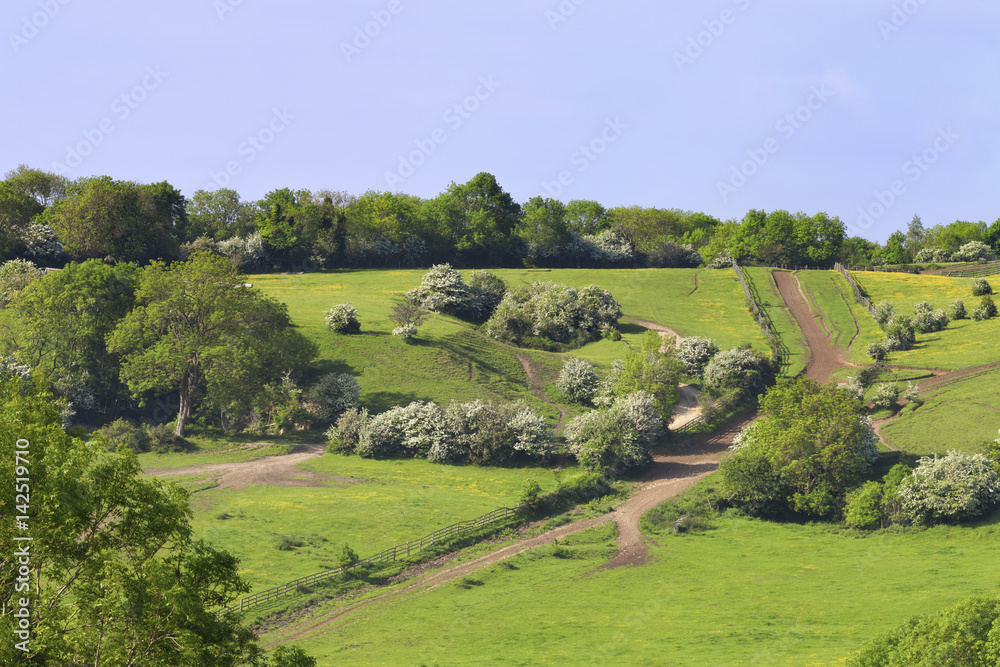 Country paths through green fields, wildflower meadows, hedgerow, in an English countryside, on a sunny summer day .
