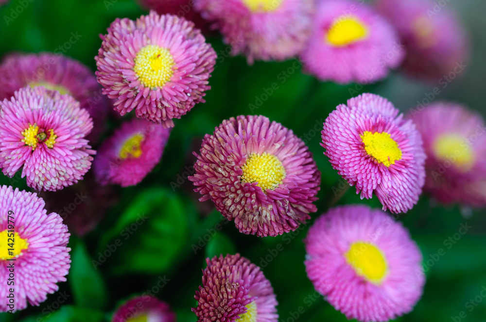 Obraz premium flowers