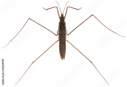 Aquarius paludum water skater isolated on white background, dorsal view of water strider.